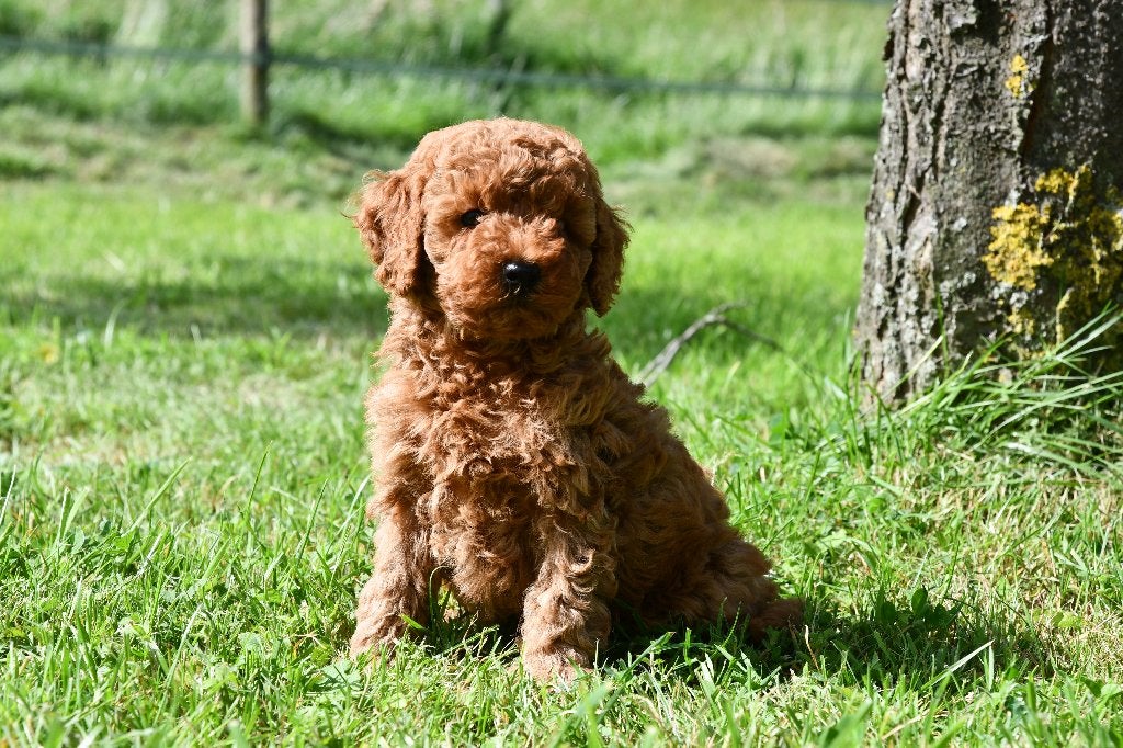 Zeer mooie rode Toy/dwerg poedel pups uit geteste ouders, Poedel, Parvo, Nederland, 8 tot 15 weken