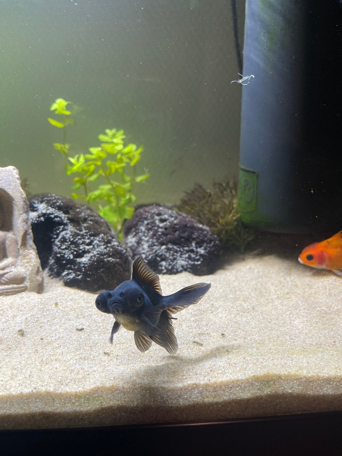 Kleine mooi zwarte sluierstaart zoekt een leuk huisje, Dieren en Toebehoren, Vissen | Aquariumvissen, Vis