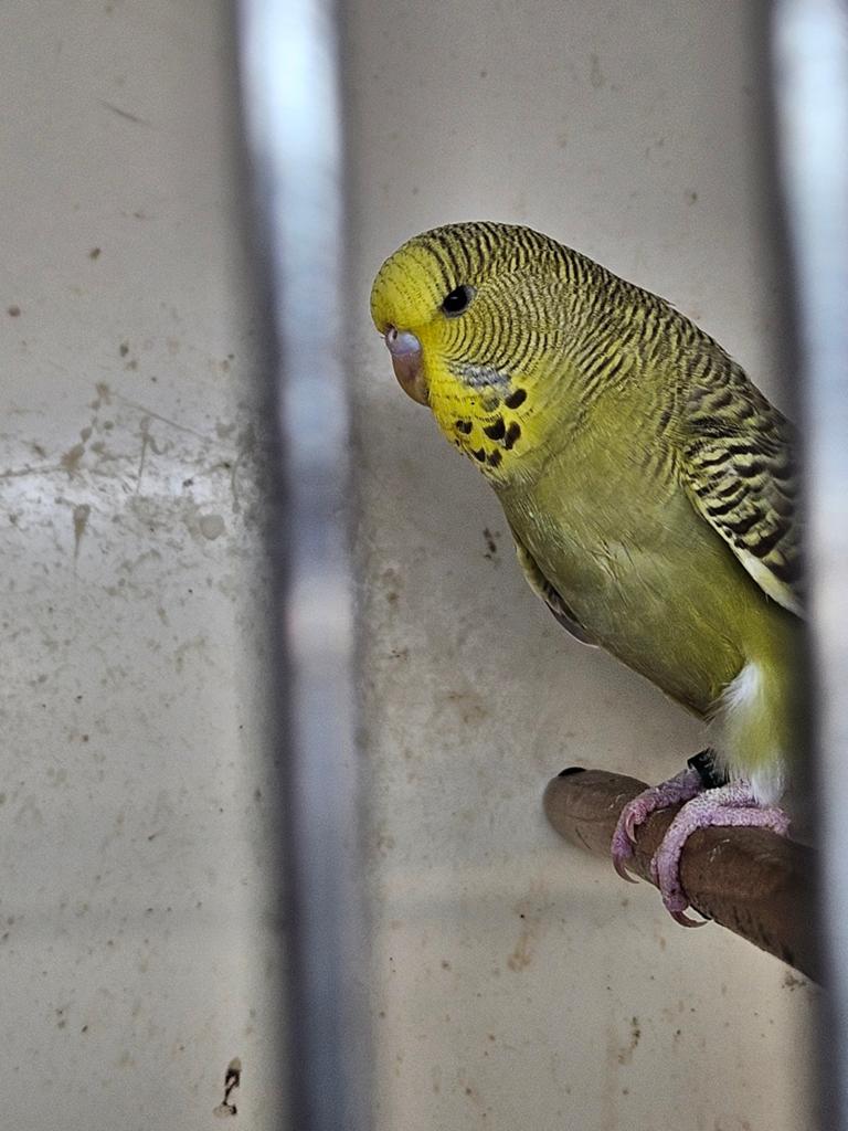 Jonge engelse parkiet, Dieren en Toebehoren, Vogels | Parkieten en Papegaaien, Vrouwelijk, Parkiet, Tam