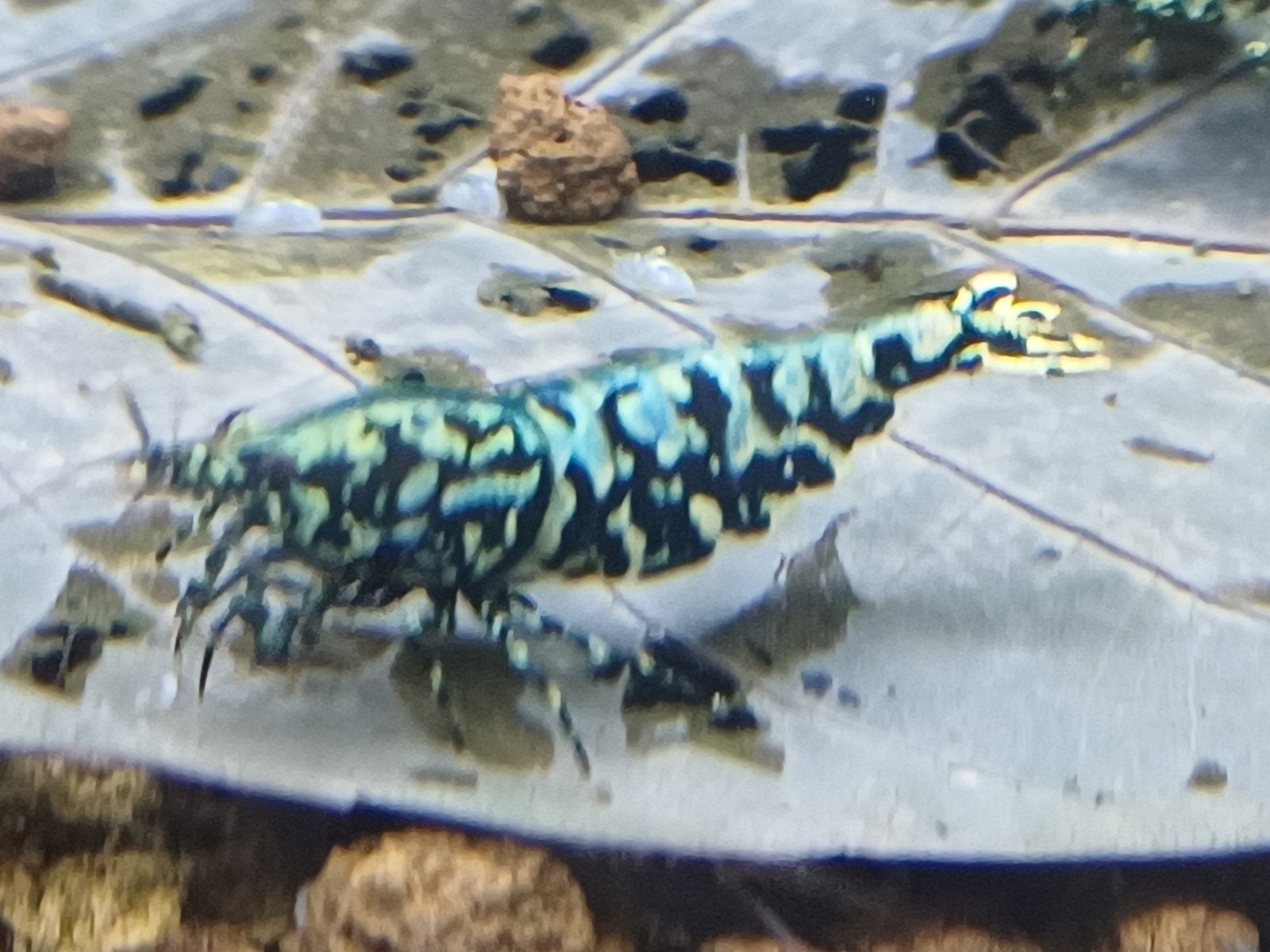 Galaxy Boa/Stardust-Snowflake garnalen, Dieren en Toebehoren
