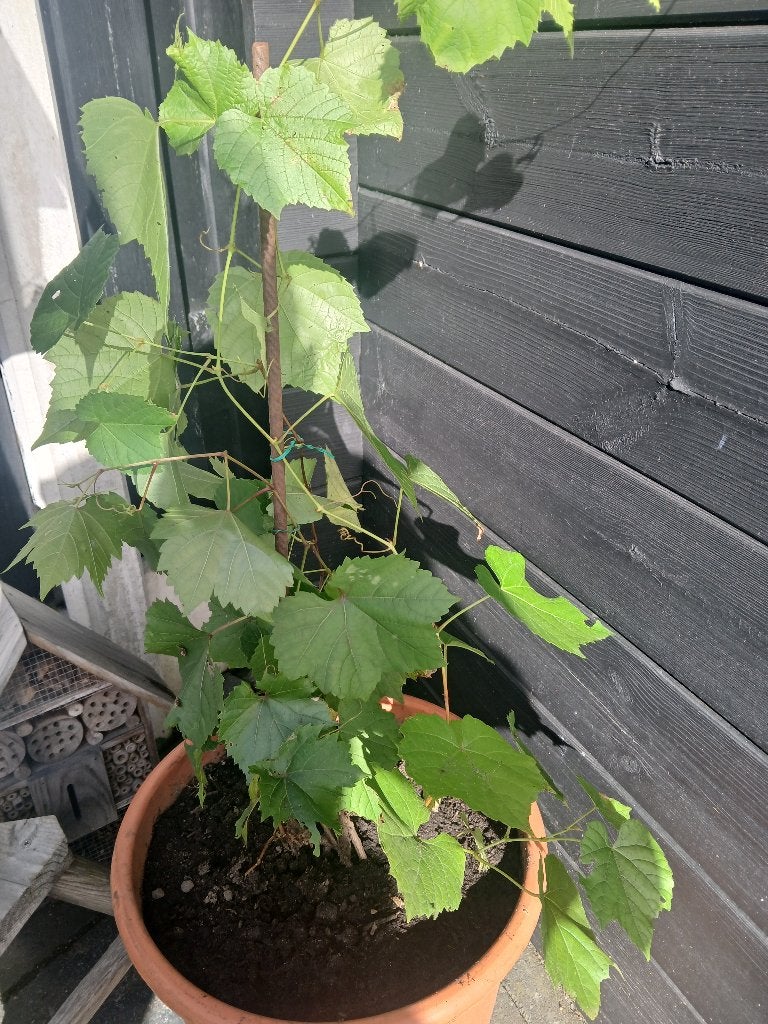 Fruit plant Blauwe Druif, Minder dan 100 cm, Overige soorten, Volle zon, Ophalen of Verzenden