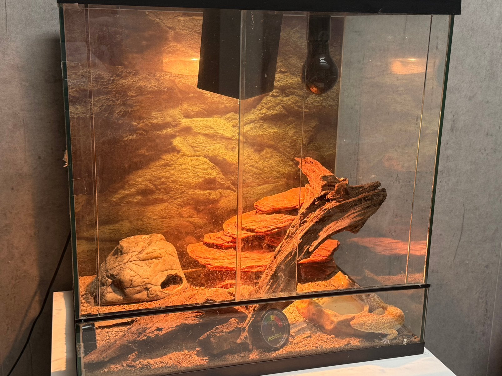 Luipaard gekko met terrarium, Ophalen, Zo goed als nieuw