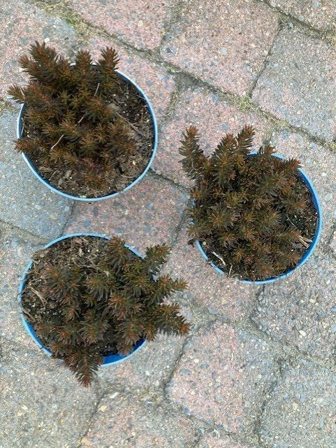 chocolade sedum, Ophalen of Verzenden, Vaste plant, Overige soorten, Volle zon