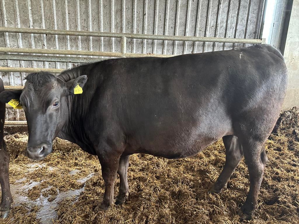 2 Wagyu vaarzen en 1 Wagyu os !!!, Dieren en Toebehoren, Runderen, Vrouwelijk
