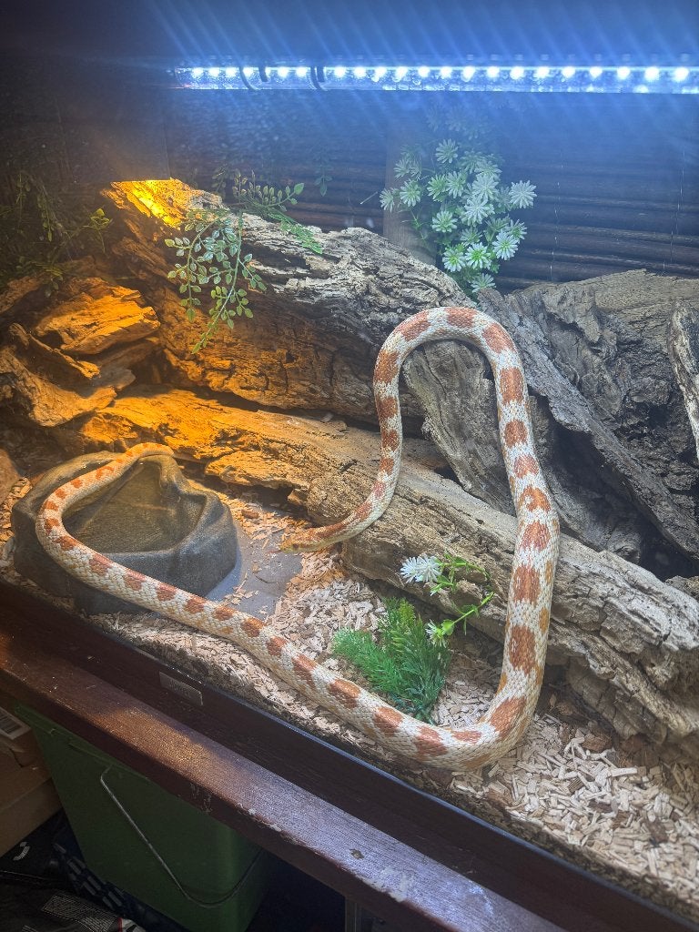 Pantherophis Guttatus Missing Black incl terrarium Corn Snake - unknown for sale from Mario
