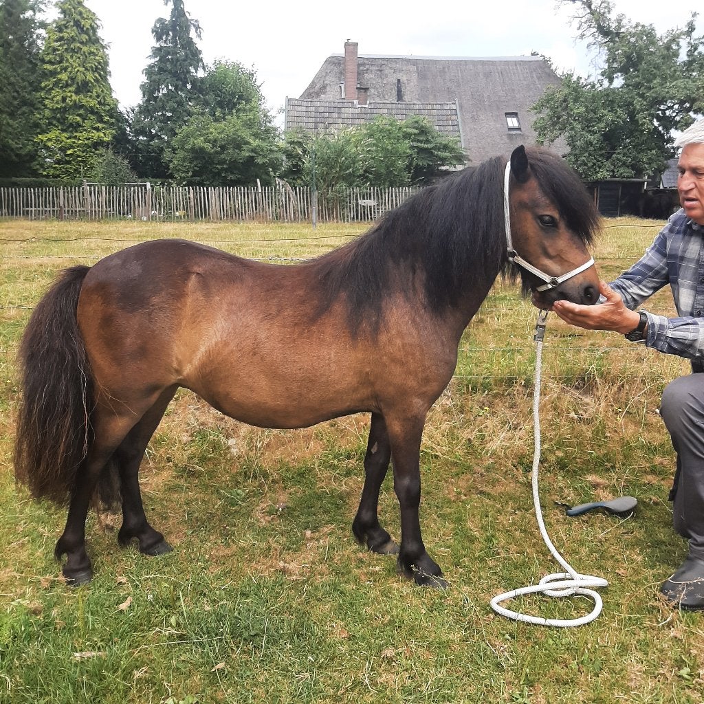 Geweldige mooie bruine merrie.s te koop, Merrie, Met stamboom, Niet van toepassing, 0 tot 2 jaar