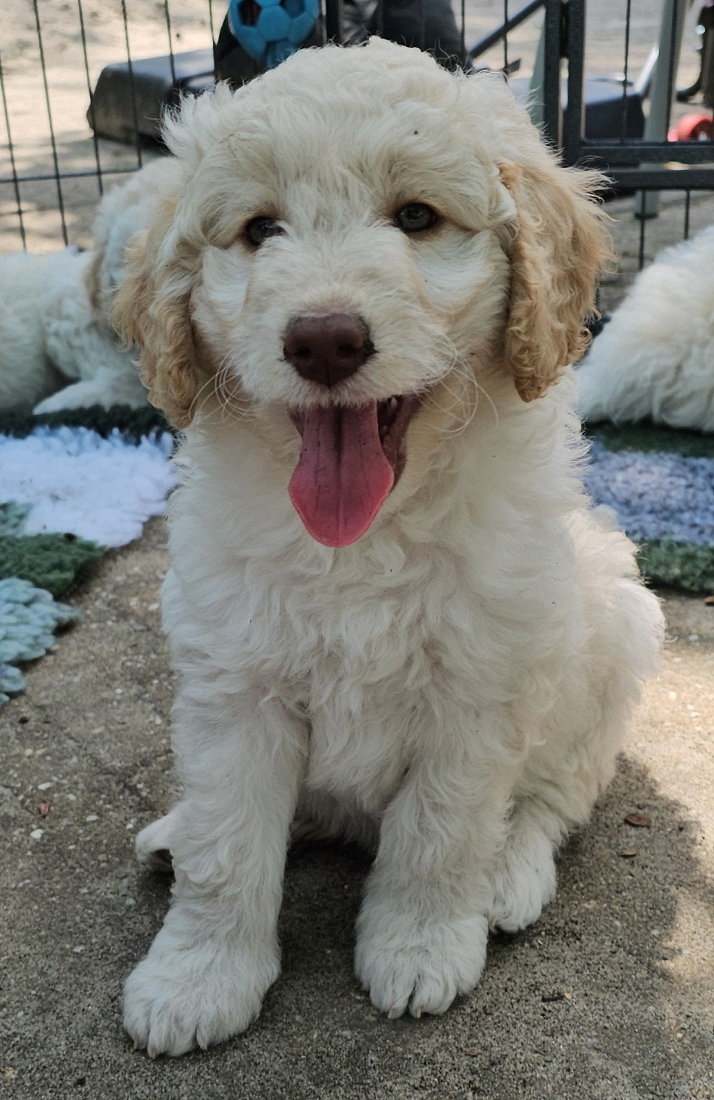 Nog 1 wit medium doodle teefje zoekt een gouden mandje!!, Parvo, 8 tot 15 weken, Teef, Eén hond