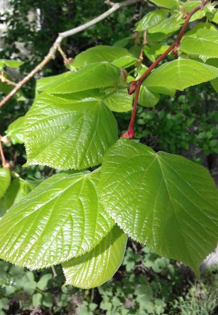 2 eetbare slabomen, Tuin en Terras, Planten | Bomen, Volle zon, Bloeit niet, Minder dan 100 cm, Overige soorten