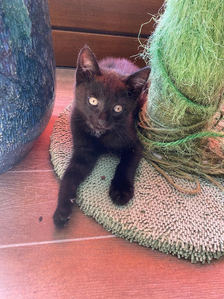 Kitten zwart katertje, Dieren en Toebehoren, Katten en Kittens | Raskatten | Korthaar, Kater, Ingeënt, 0 tot 2 jaar