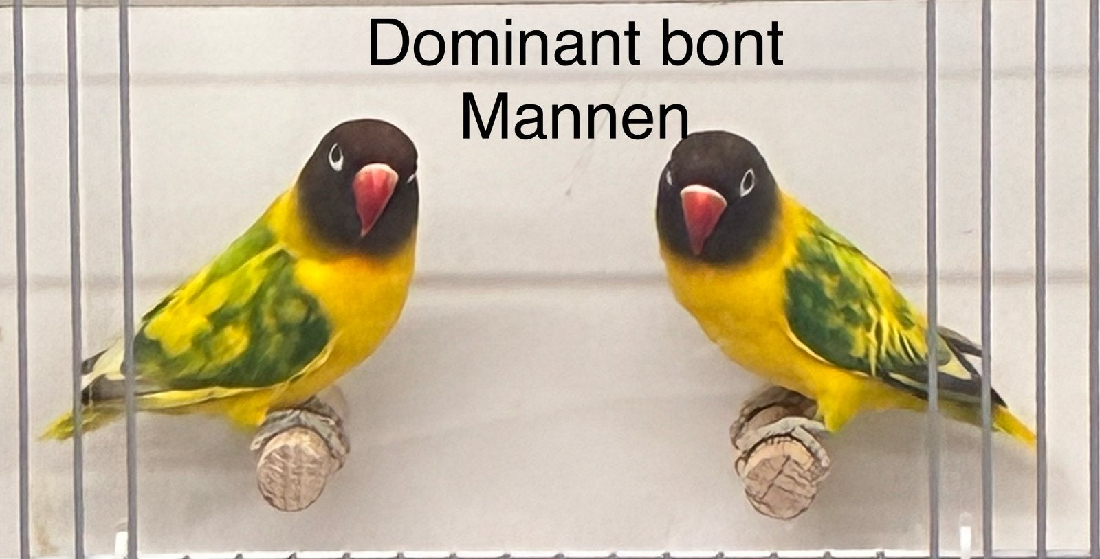 Agapornis personata dominant bont, Dieren en Toebehoren, Vogels | Parkieten en Papegaaien, Mannelijk, Dwergpapegaai of Agapornis