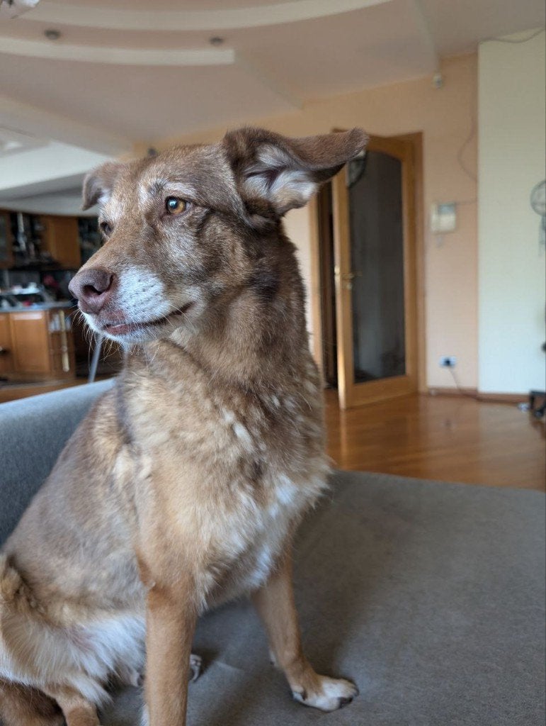 Grappige, trouwe hond zoekt een forever home, Dieren en Toebehoren, Honden | Niet-rashonden, 6 jaar of ouder, Particulier, Buitenland