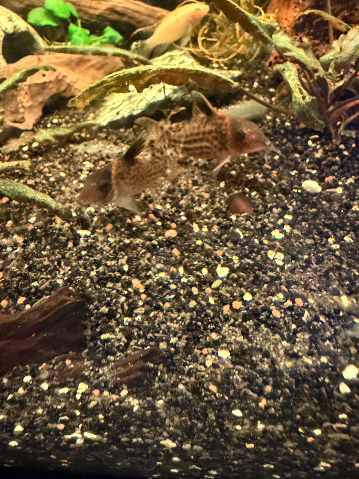 Corydoras agassizii