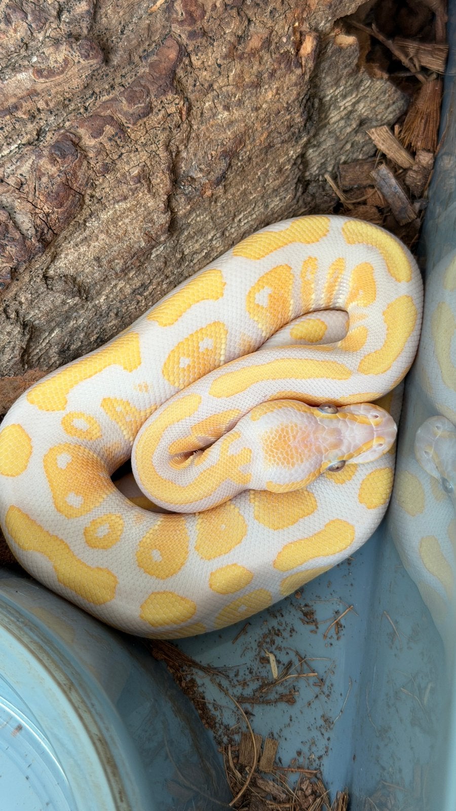 Ball Pythons Houten Ball Python - unknown for sale from Morphisticated Ball Pythons