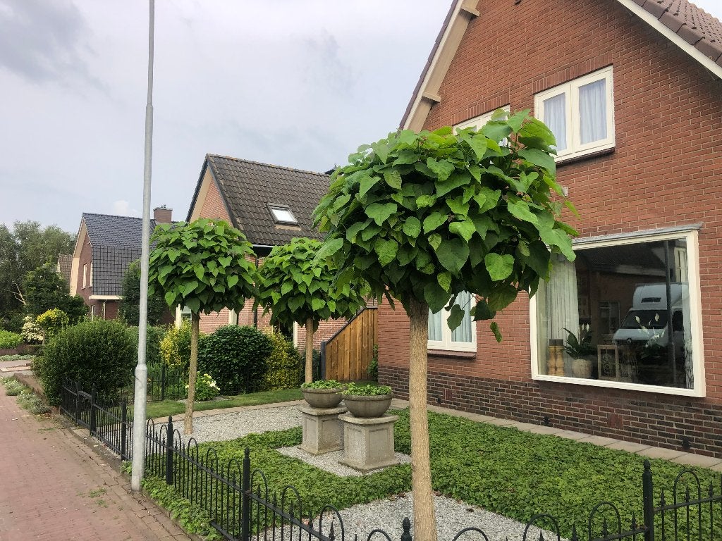 BOL CATALPA, wegens ruimte gebrek NU van €79,50 voor €30,00!, Bloeit niet, Halfschaduw, 100 tot 250 cm, Ophalen