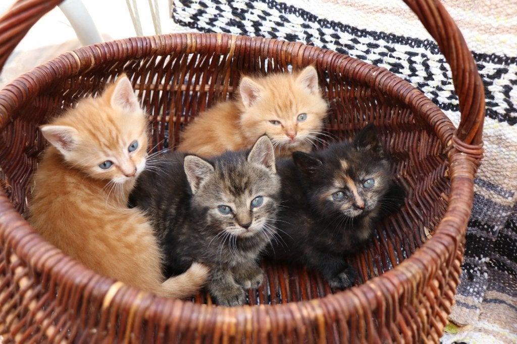 Leuke kittens, Meerdere dieren, Ontwormd, 0 tot 2 jaar