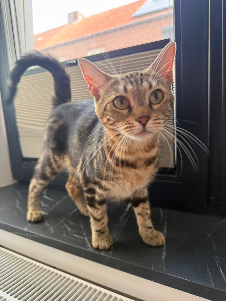 Poes zoekt een warm thuis!, Meerdere dieren, Kortharig, 0 tot 2 jaar