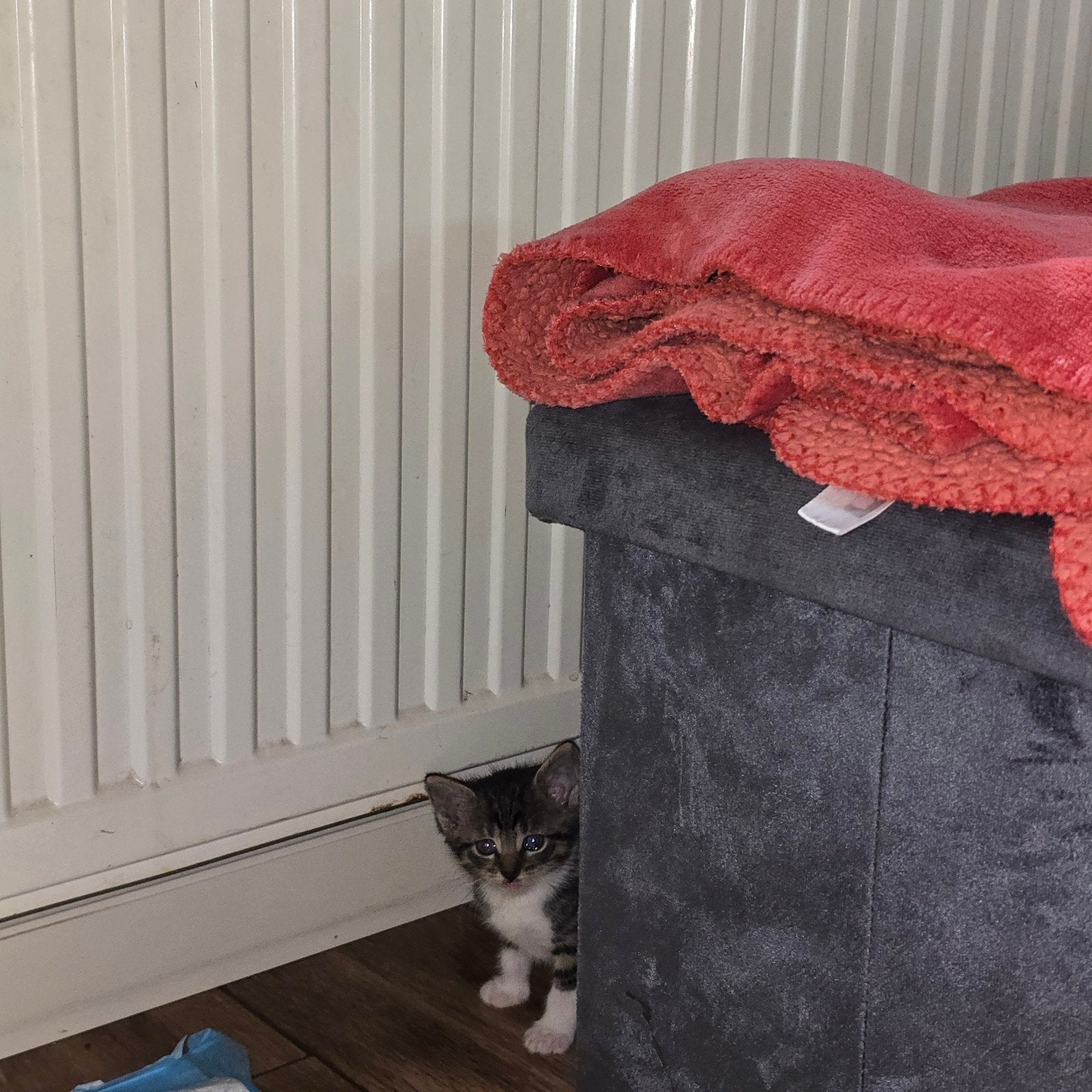 lieve kittens te koop., Dieren en Toebehoren, Katten en Kittens | Raskatten | Langhaar, Meerdere dieren