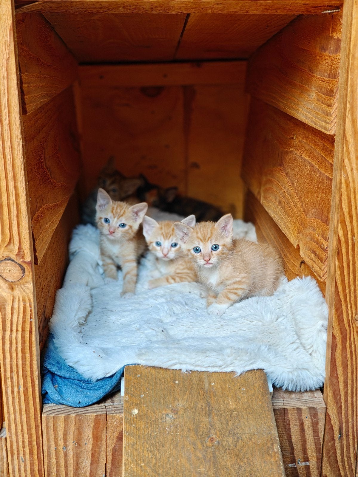 kittens te koop