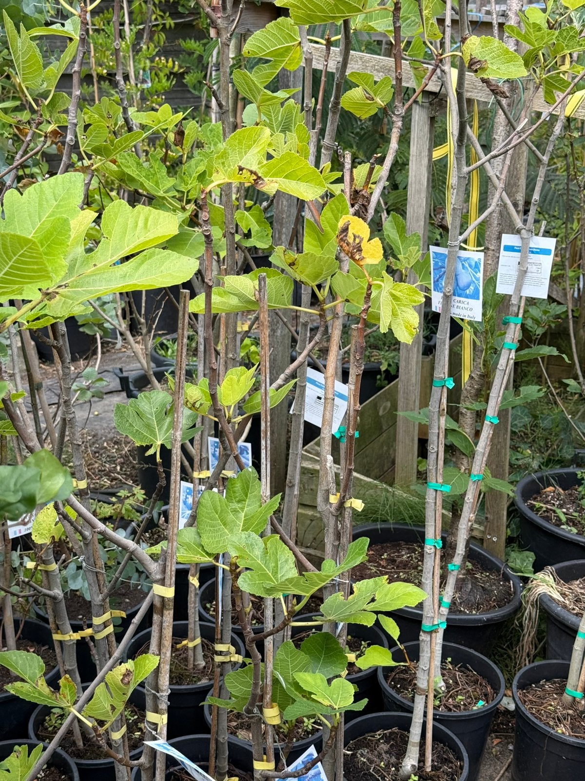 Vijgenboompjes potgekweek paar 100cm derest 125/150 1 soort, Ophalen, In pot, Vijgenboom, 100 tot 250 cm