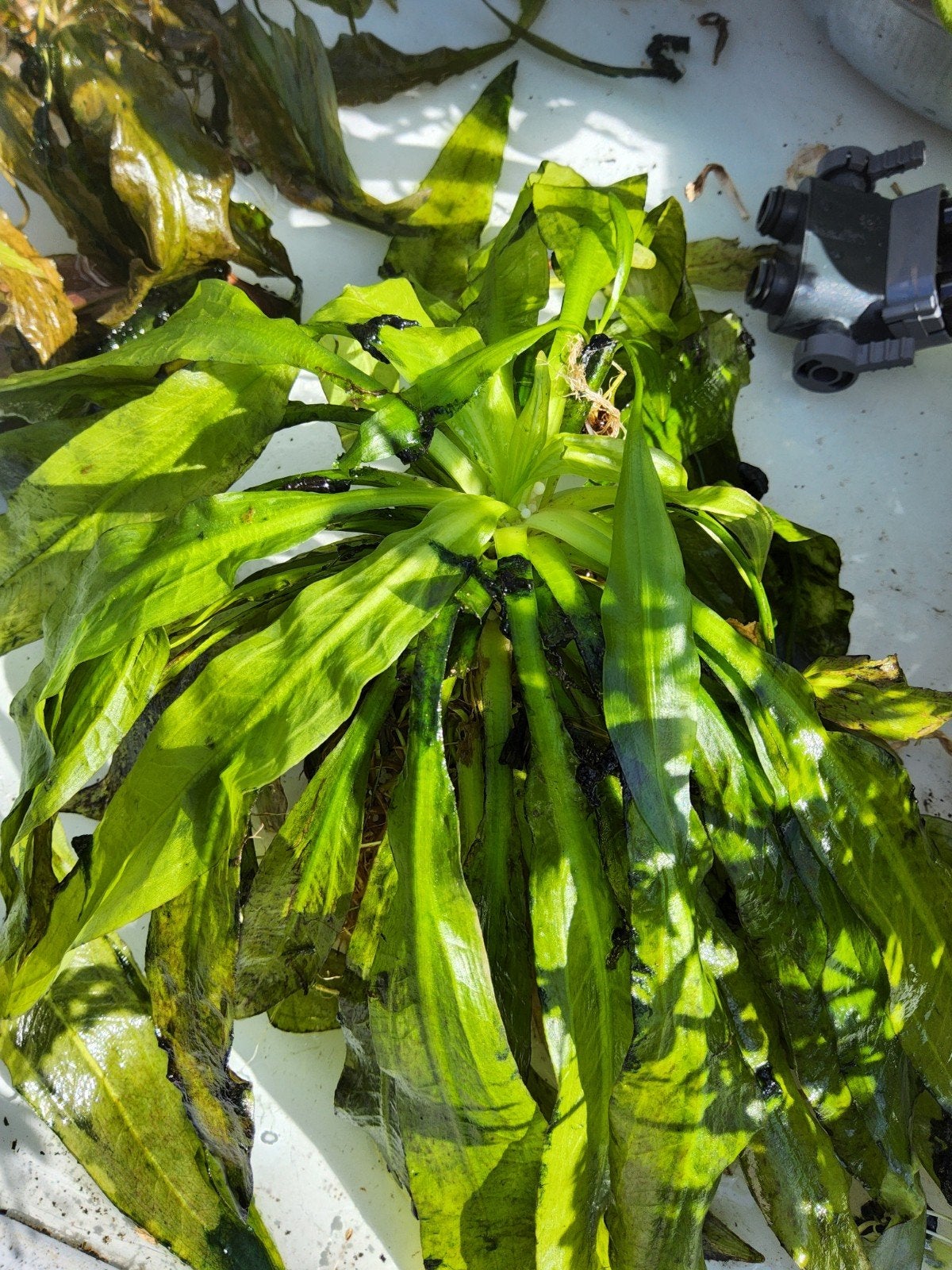 tropische waterplanten voor aquarium, Dieren en Toebehoren, Vis