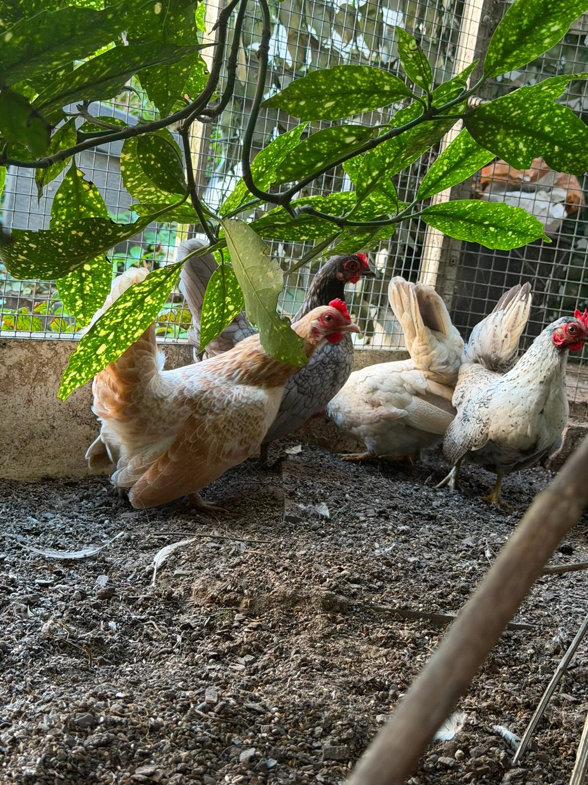 Kippen, Dieren en Toebehoren, Pluimvee, Vrouwelijk, Kip