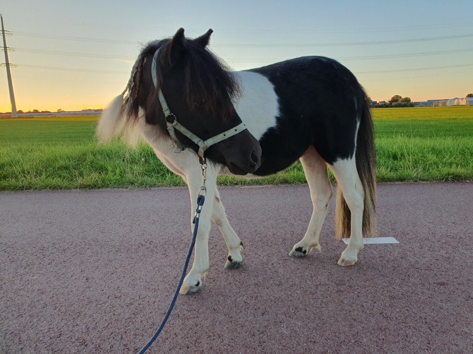 Te koop Mooie zwartbont Shetlander, Merrie, A pony (tot 1.17m)