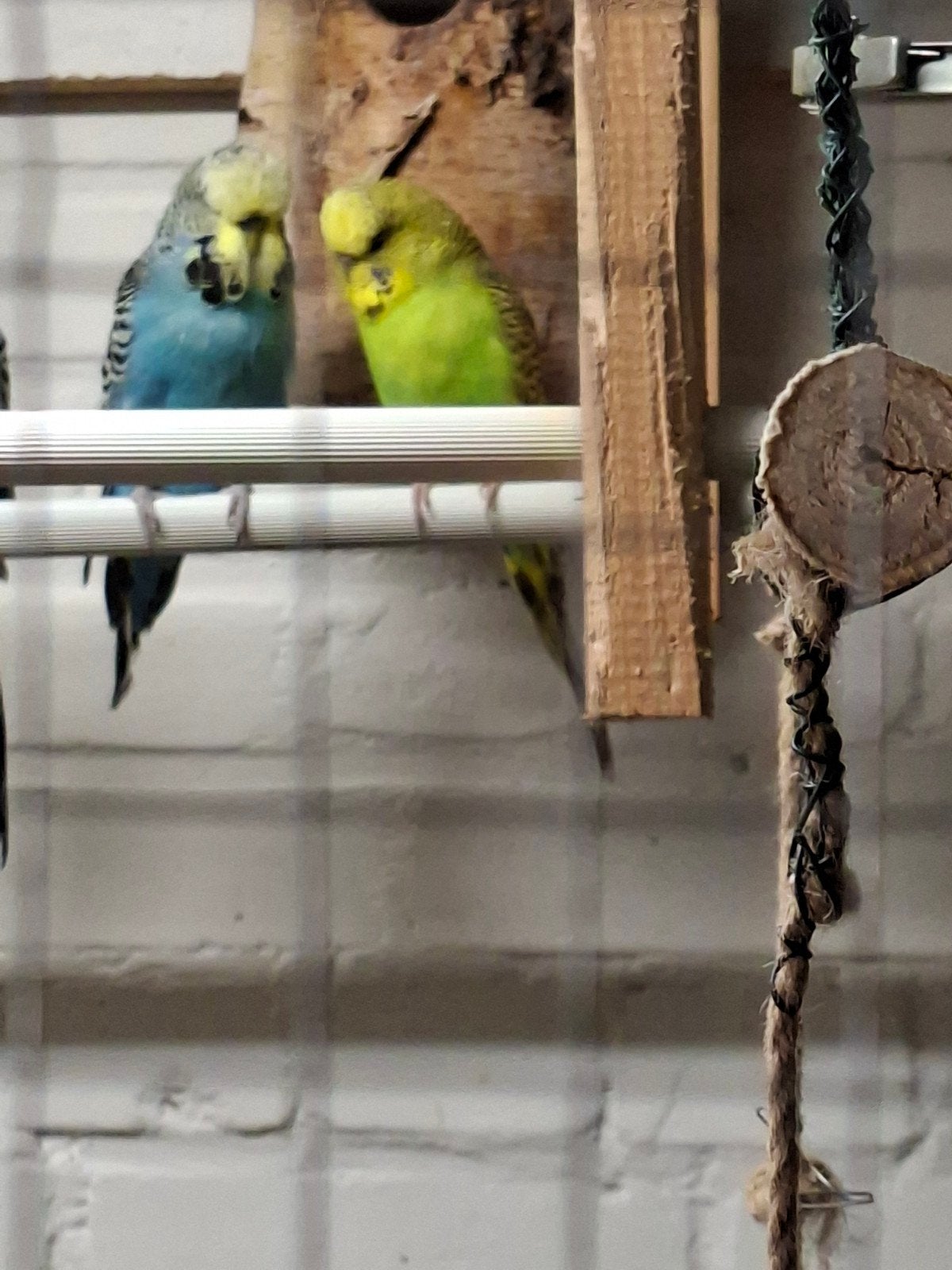 2 Engels parkieten, Dieren en Toebehoren, Vogels | Parkieten en Papegaaien, Meerdere dieren, Parkiet