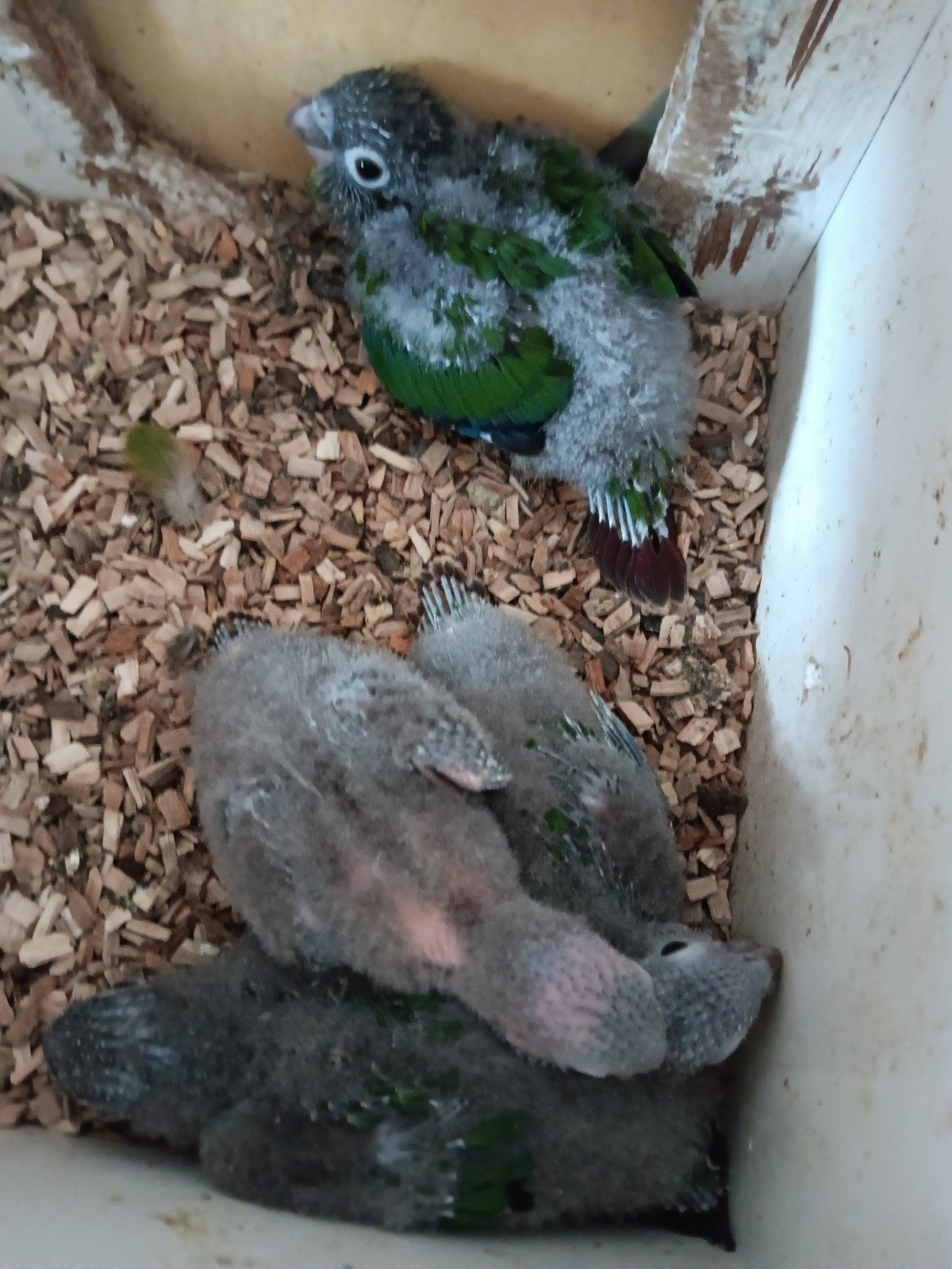 Pyrrhura baby, Dieren en Toebehoren, Vogels | Parkieten en Papegaaien, Geslacht onbekend, Parkiet