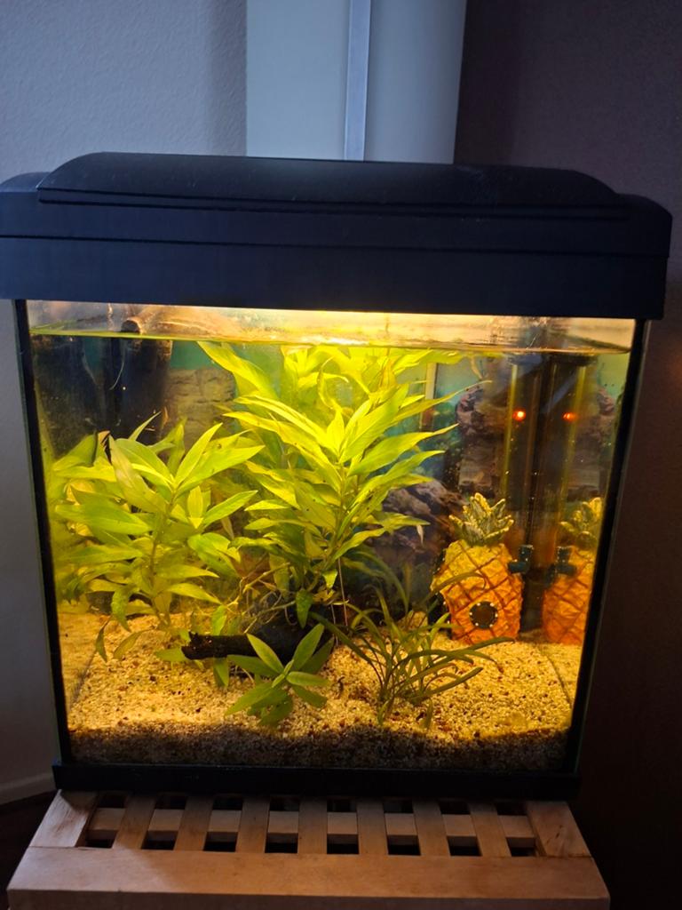 Aquarium 30l incl vissen en alle toebehoren, Ophalen, Inclusief vissen, Gebruikt, Gevuld zoetwateraquarium