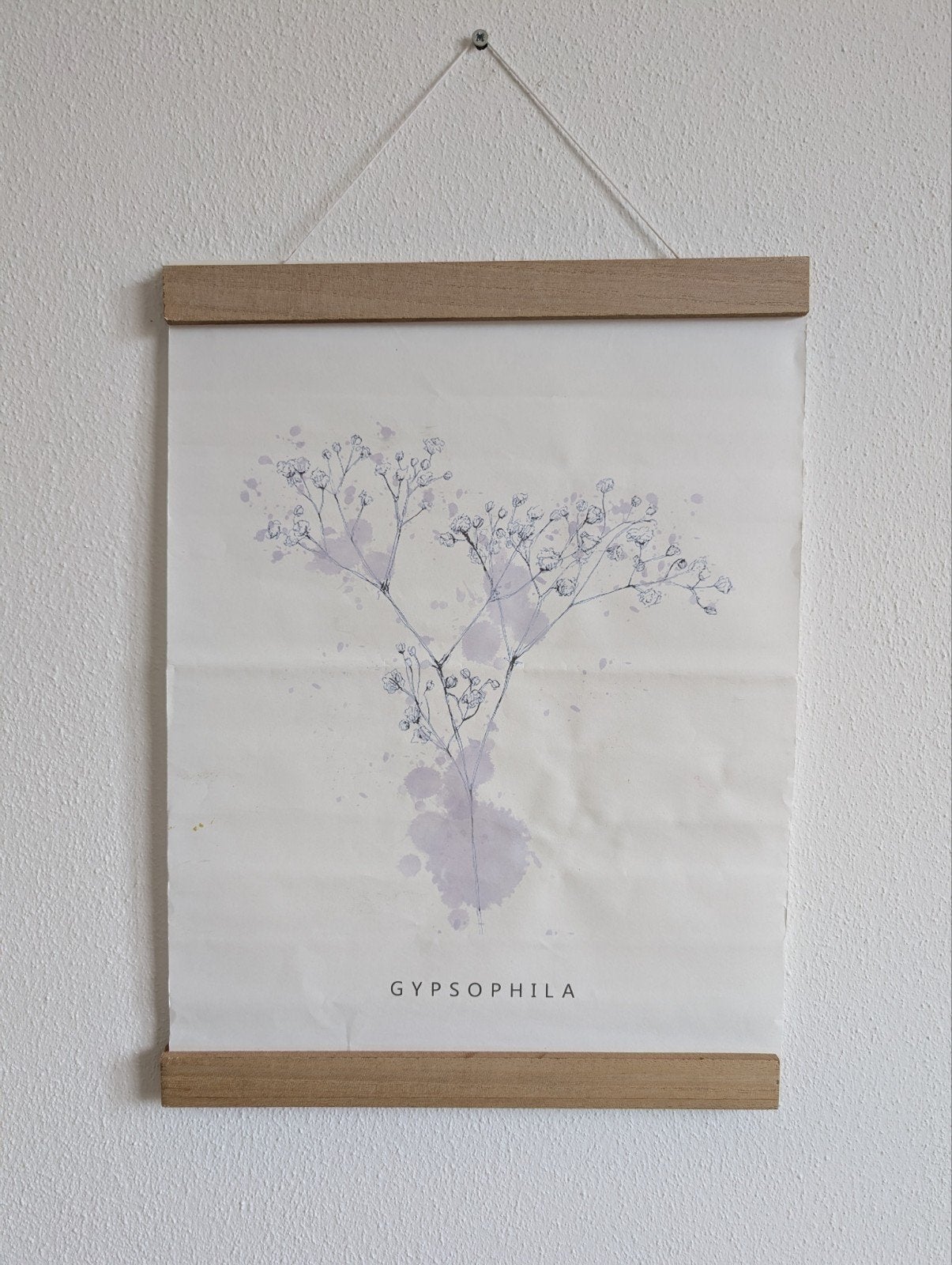 poster botanisch gypsophila, Ophalen