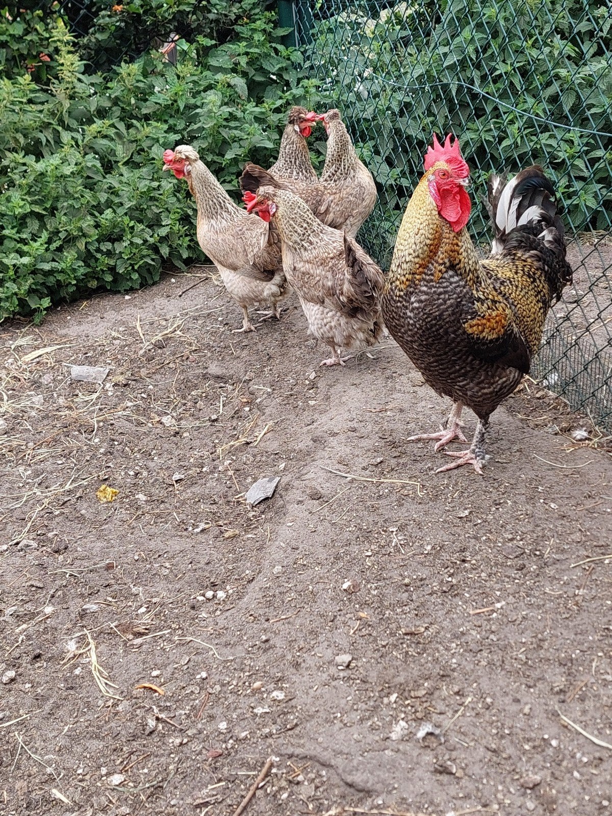 broedeieren kleurleggers, Geslacht onbekend, Kip