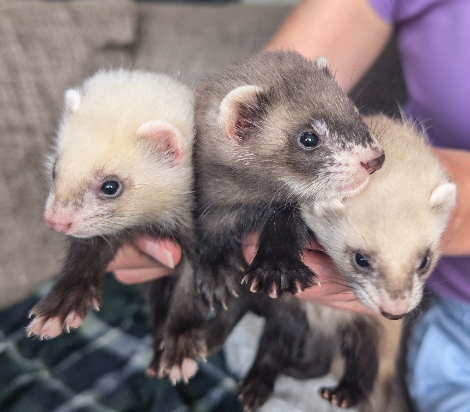 Fretten pups, Dieren en Toebehoren, Overige Dieren, Mei, Meerdere dieren