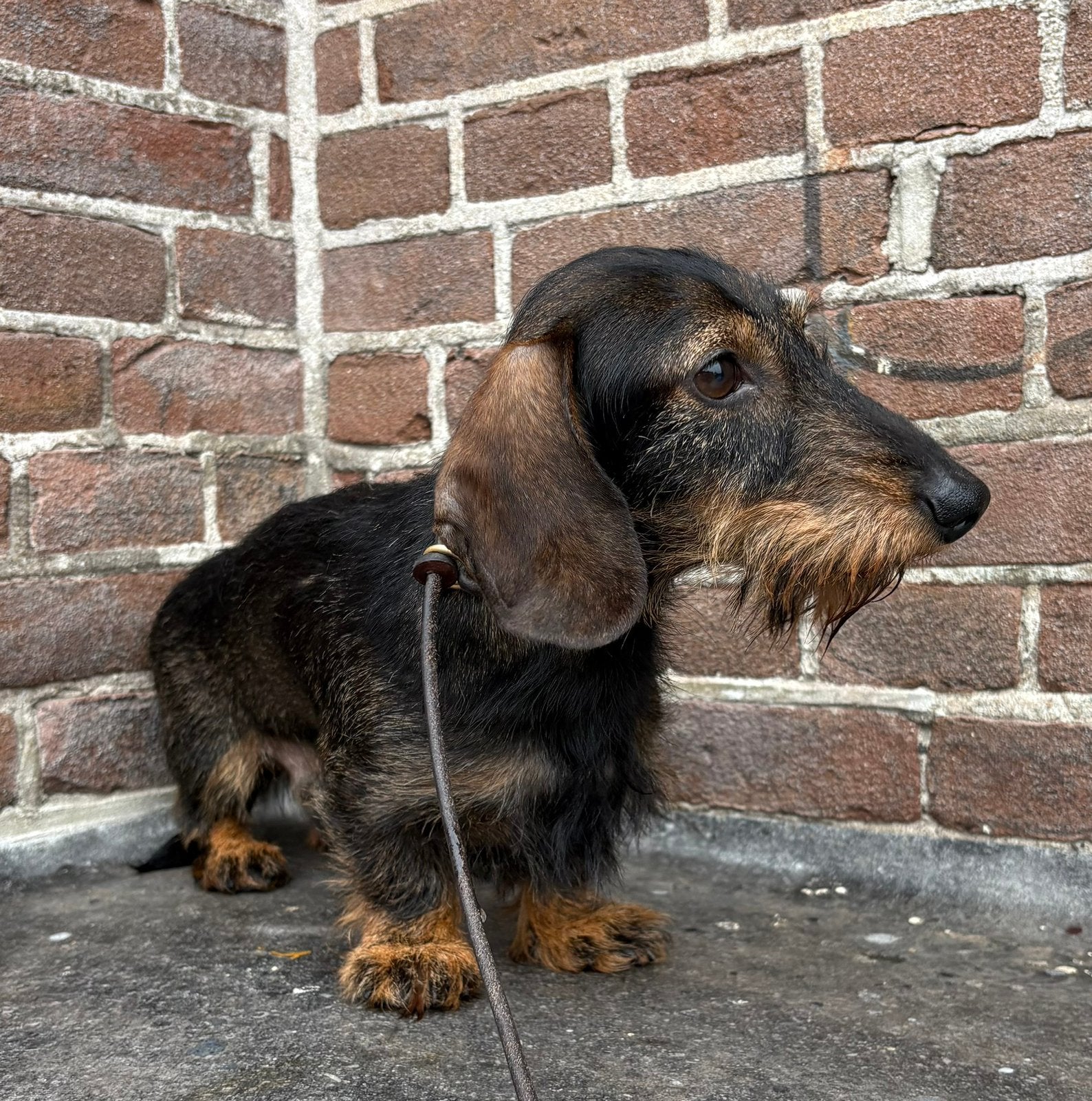 Kaninchen ruwhaar teckeltje, Dieren en Toebehoren, Kaninchen, Reu, 1 tot 2 jaar, Parvo
