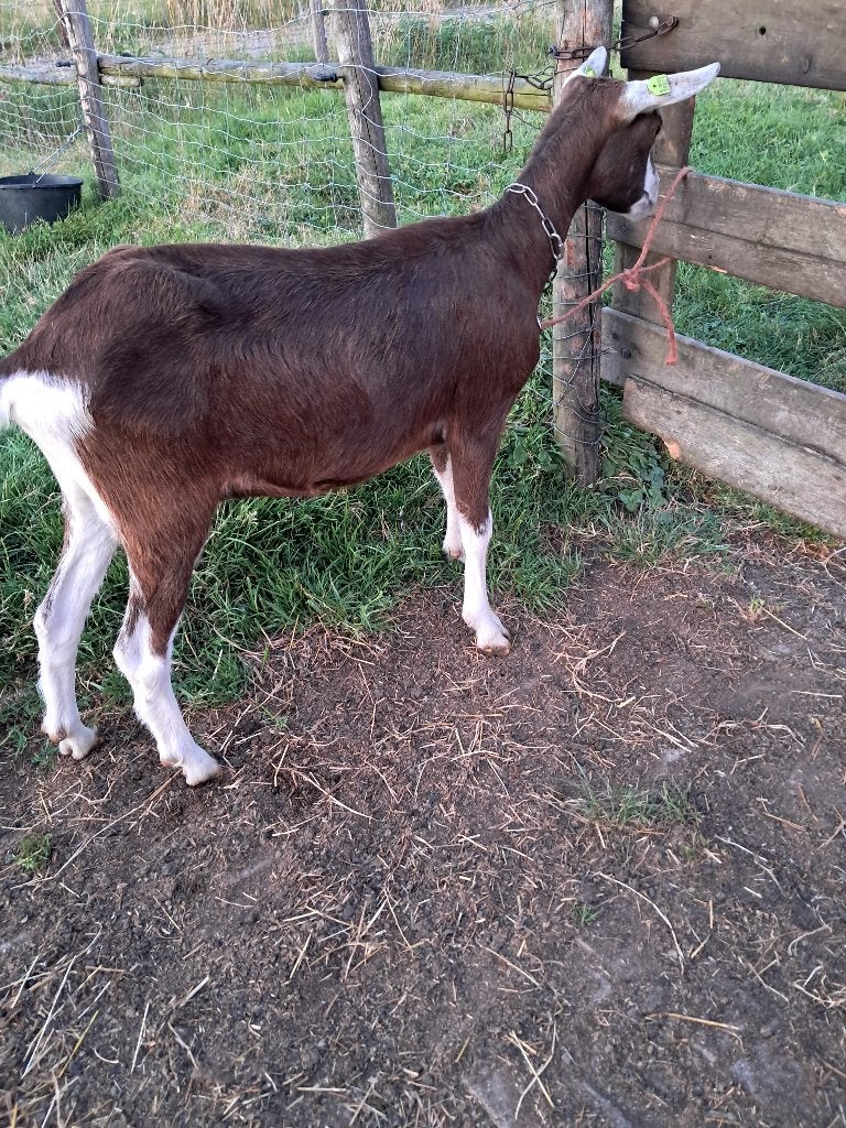 toggenburger  geit, Dieren en Toebehoren, Vrouwelijk, Geit, 0 tot 2 jaar
