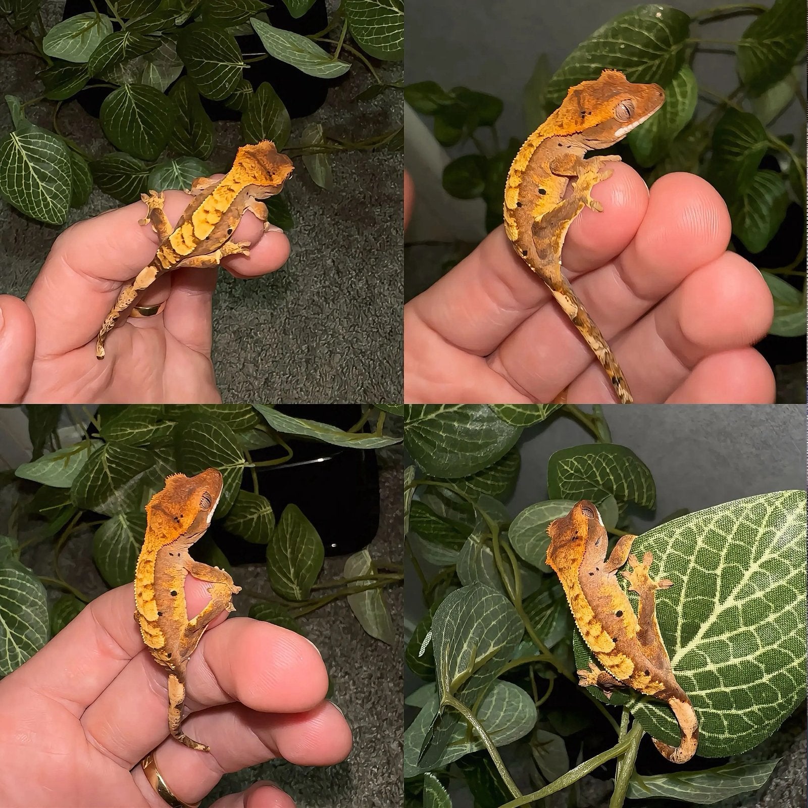 Wimpergekko baby, Hagedis, Tam, 0 tot 2 jaar