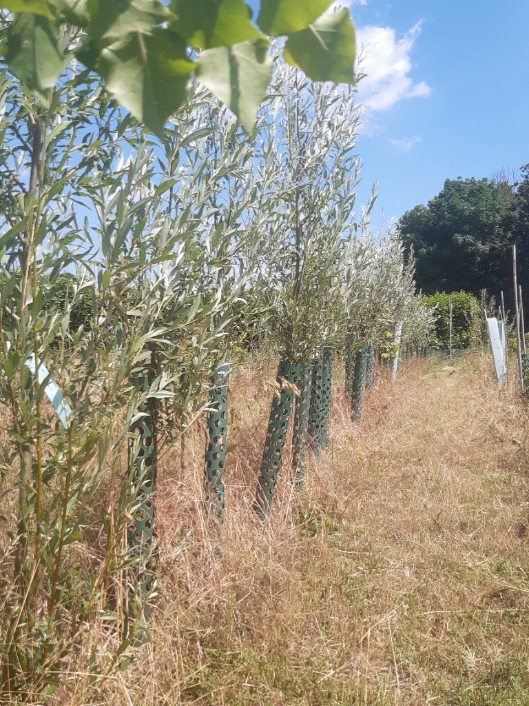 Actie! Verkoeling door bomen, Ophalen, Overige soorten, Volle zon