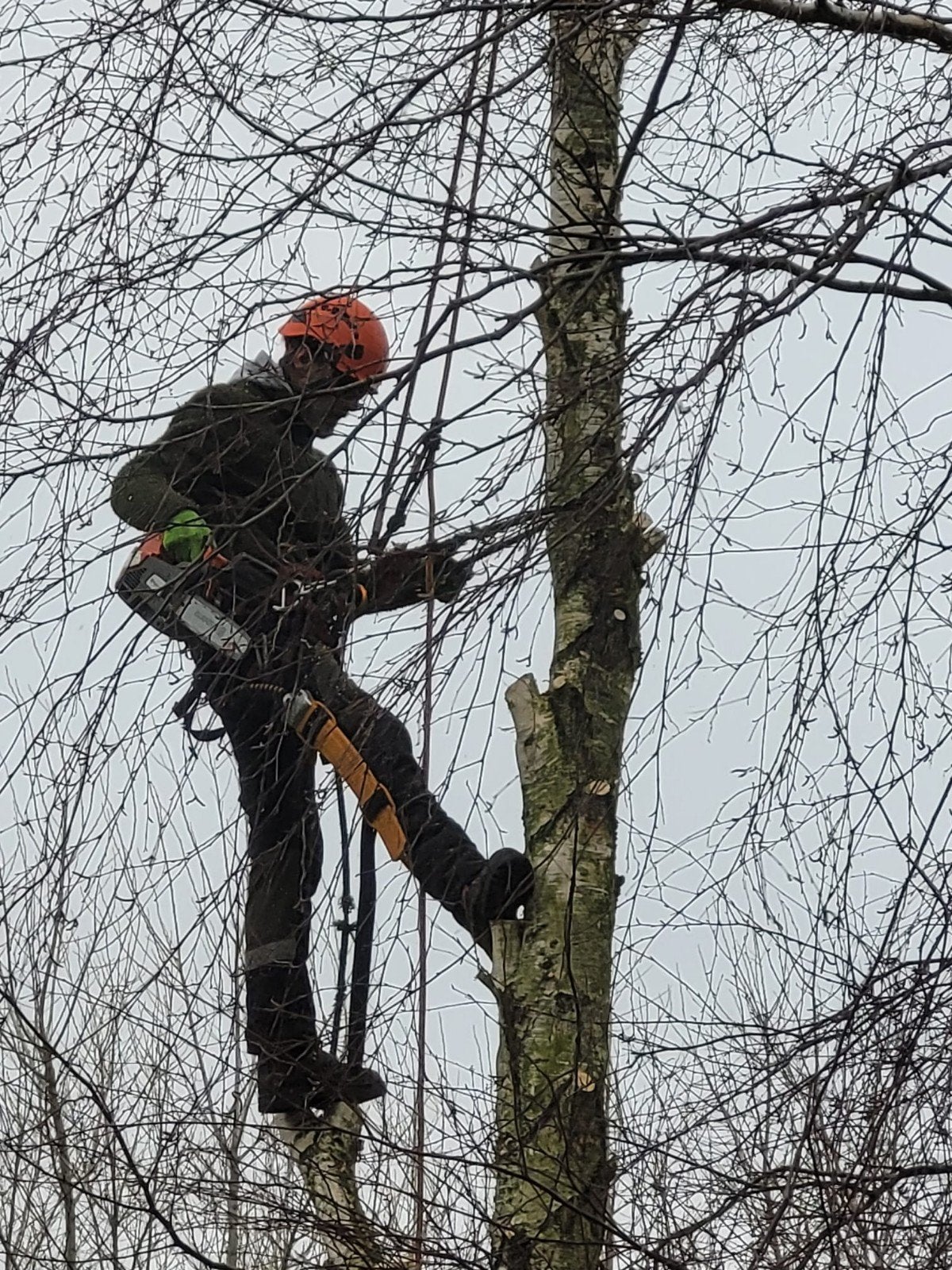 Hulp gezocht in de boomverzorging