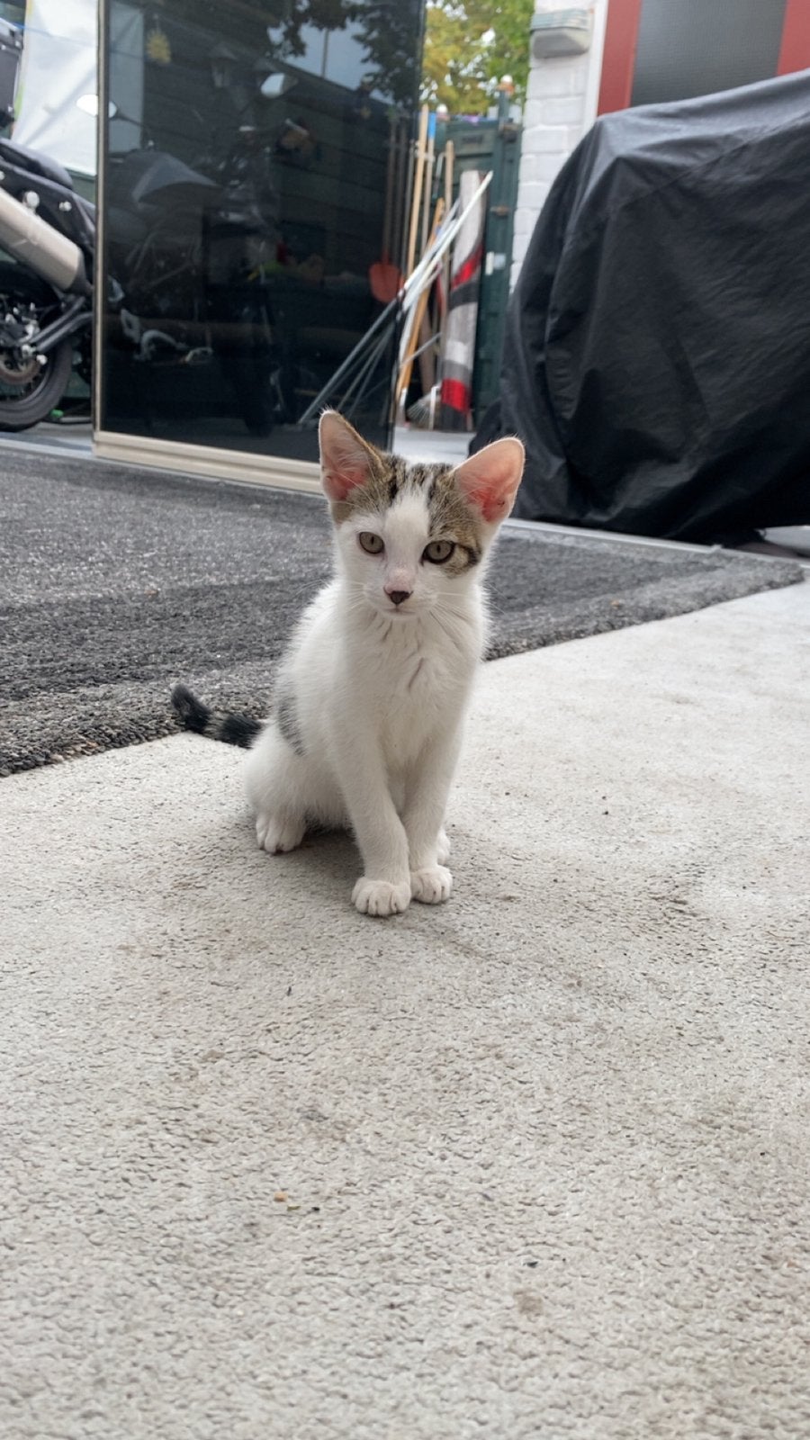 Schattige kittens zoeken een thuis!, Dieren en Toebehoren, Katten en Kittens | Raskatten | Korthaar, Meerdere dieren, 0 tot 2 jaar