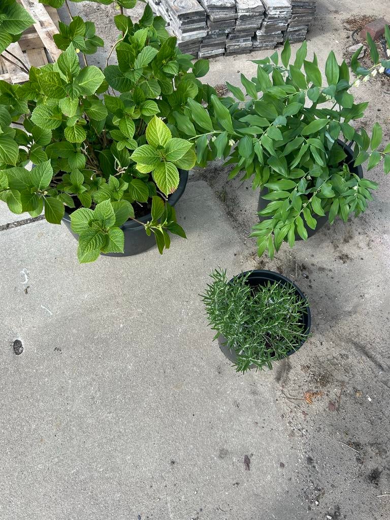 Hortensia, Lavendel en Salomonszgels, Ophalen, Minder dan 100 cm, Overige soorten, In pot