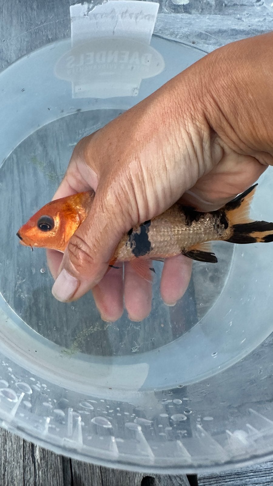 Koi fishes, Dieren en Toebehoren, Vissen | Vijvervissen, Karper of Koi