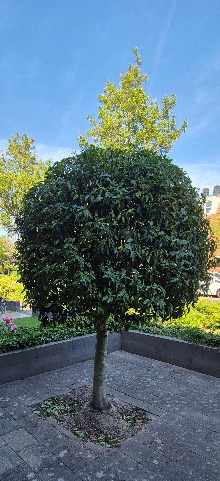 Portugese Laurier op stam / boom, Overige soorten, 100 tot 250 cm, Zomer, Ophalen