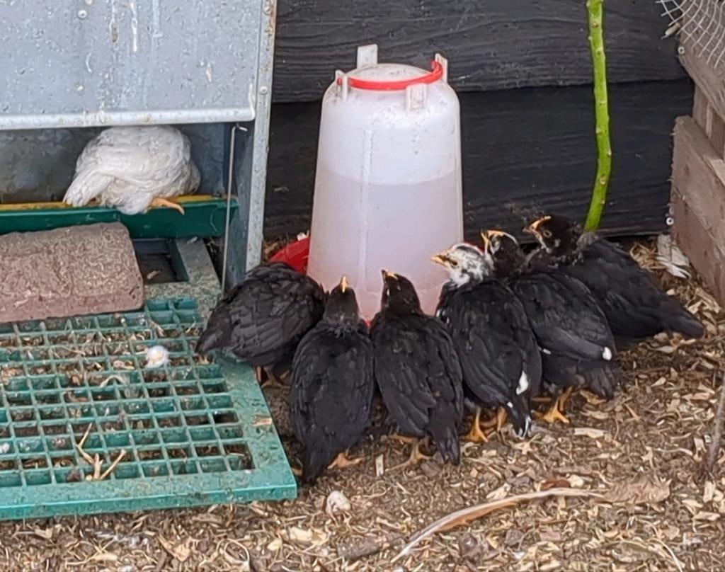 4 hanen legkip, Dieren en Toebehoren, Pluimvee, Mannelijk, Kip