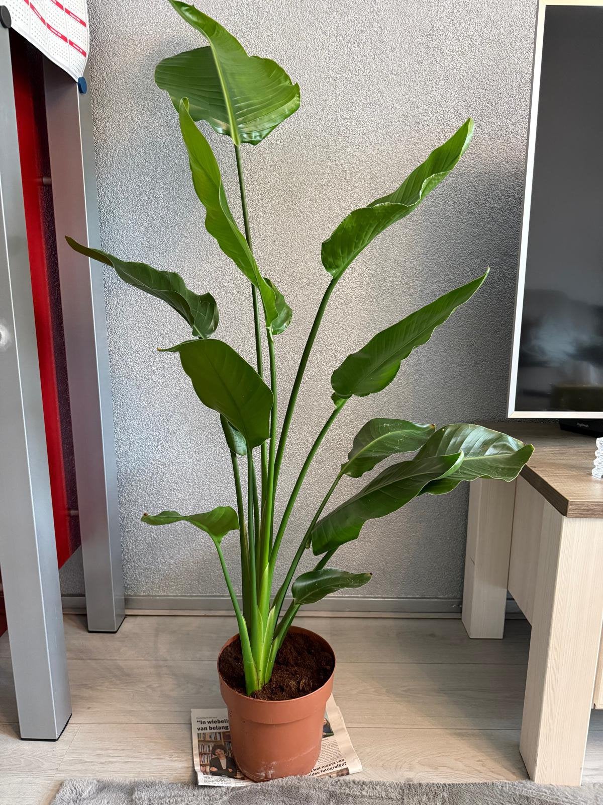 Strelitzia Nicolai, Huis en Inrichting, Ophalen, Volle zon, 150 tot 200 cm