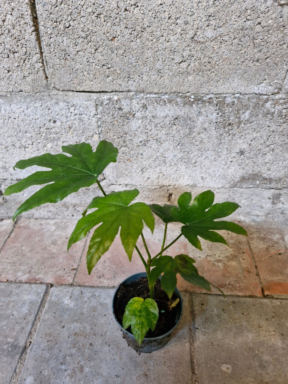 Fatsia japonica - Japanse vingerplant zonder pot, Tuin en Terras, Planten | Tuinplanten, Vaste plant, Halfschaduw, Herfst, Ophalen