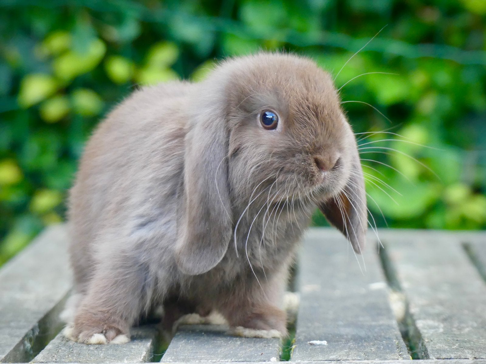Mooie en tamme Nederlandse hangoordwerg konijntjes! (NHD)!, Dieren en Toebehoren, Konijnen, Meerdere dieren, Dwerg, Hangoor, 0 tot 2 jaar