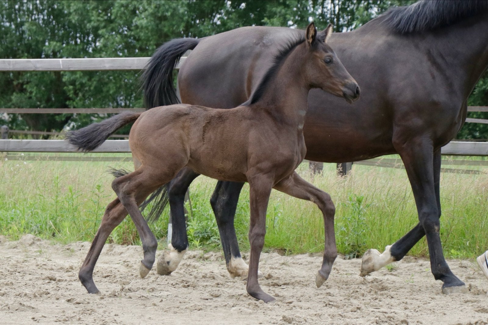 Merrieveulen uit Inter II-moeder, Merrie, Minder dan 160 cm, Dressuurpaard, 0 tot 2 jaar