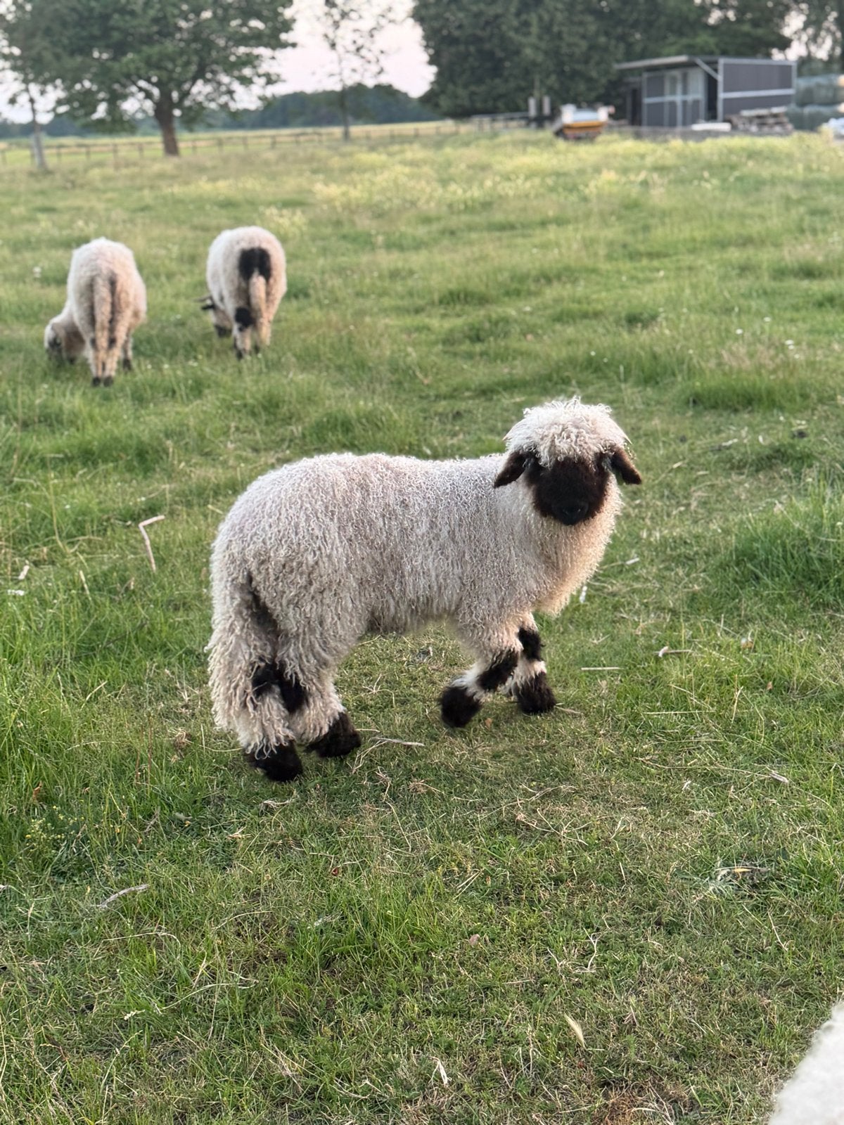 Nog 2 Walliser Schwarznase stamboek ramlammeren te koop, Dieren en Toebehoren, Mannelijk, Schaap, 0 tot 2 jaar