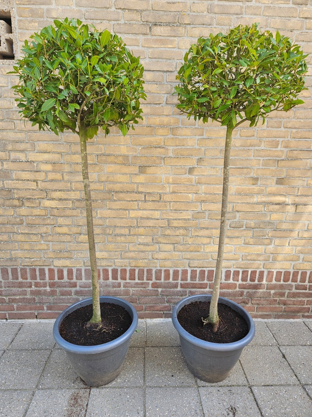 Echte laurier  Laurus nobilis samen 115 euro., Tuin en Terras, Ophalen, Bloeit niet, Overige soorten, 100 tot 250 cm