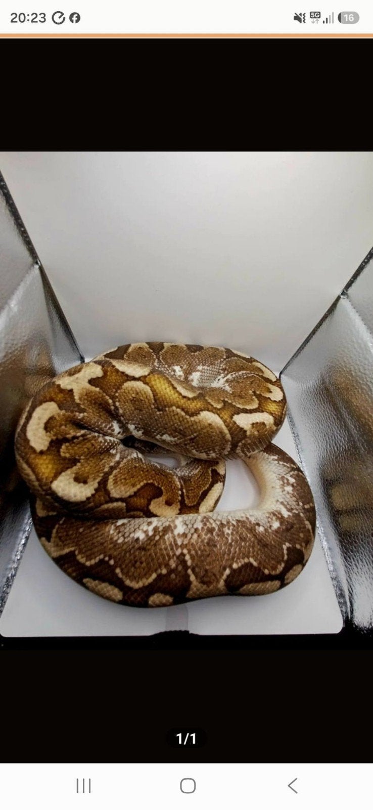 Verschillende python regius vrouwen en mannen, Slang, 0 tot 2 jaar