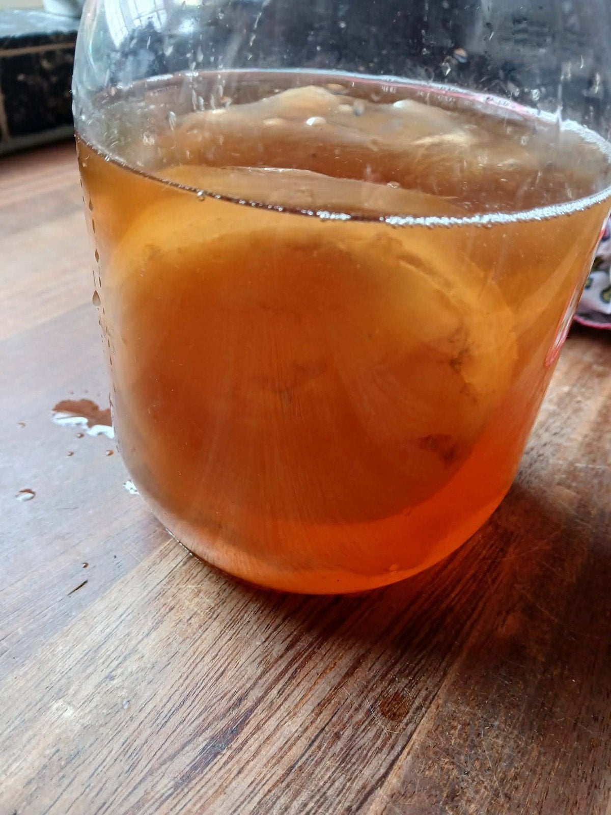 Kombucha scoby’s. Zelf kombucha maken, Diversen, Ophalen of Verzenden